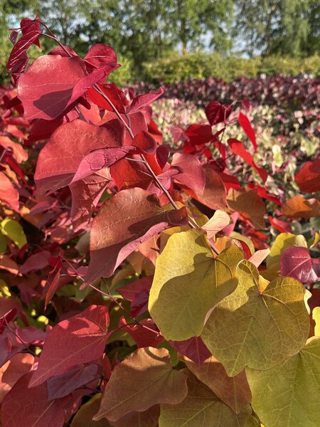Cercis canadensis Eternal Flame, Judasbaum, BZ