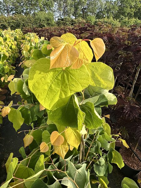 Cercis canadensis Golden Falls, Judasbaum, BZ