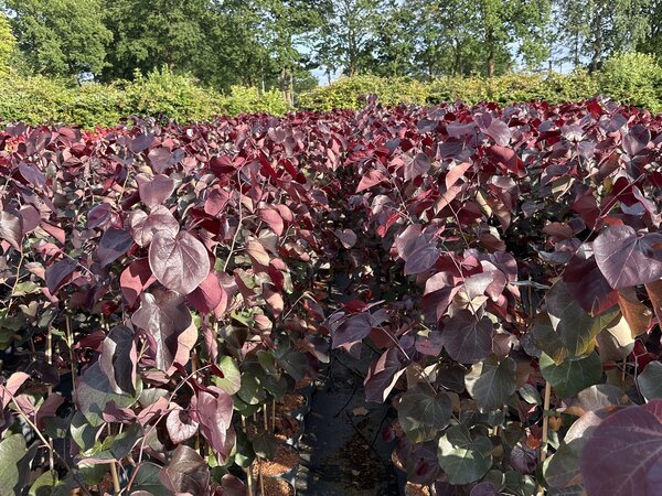 Cercis canadensis Merlot, Judasbaum, BZ