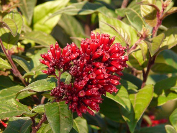 Mexikanischer Hammerstrauch Cestrum elegans