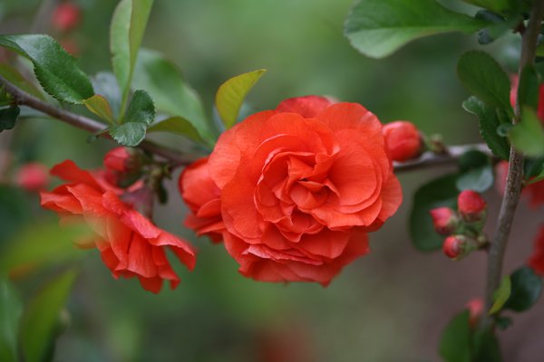 Chinesische Zierquitte Double Take 'Orange Storm' - Proven Winners (Chaenomeles Orange Storm)