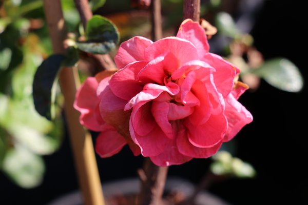 Chinesische Zierquitte 'Pink Storm' (Chaenomeles Pink Storm)