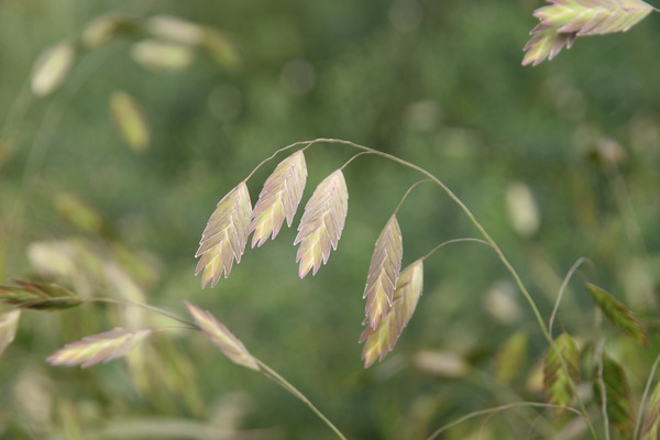 Chasmanthium latifolium