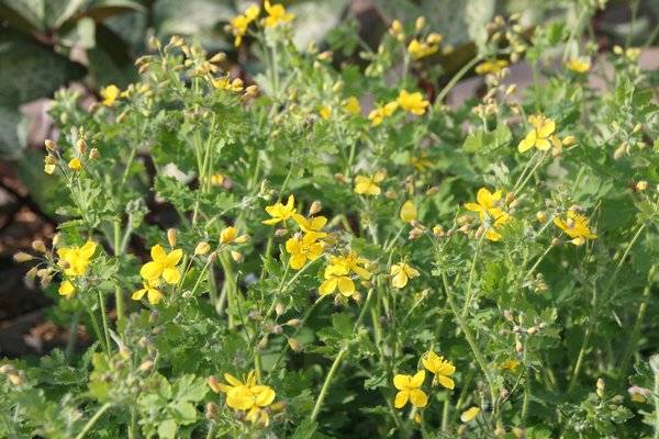 Chelidonium majus, Schllkraut