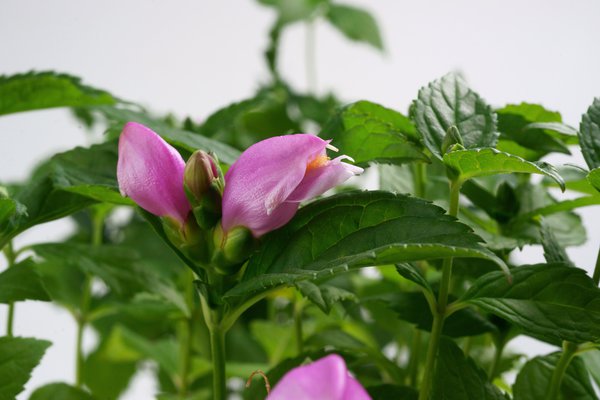 Schlangenkopf, Schildblume (Chelone obliqua)