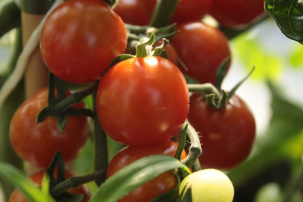 Gourmet-Tomate 'Cherry Baby' (Solanum lycopersicum)