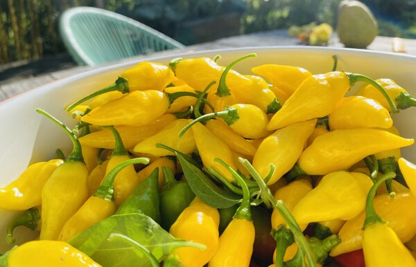 Chili 'Citron', Capsicum chinense