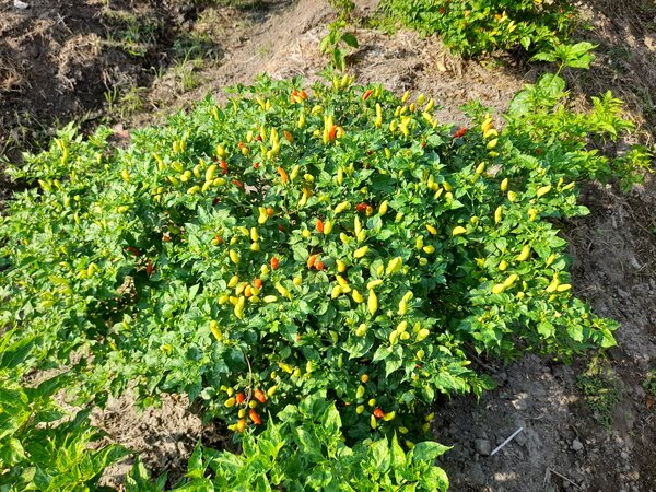 Chili Sonne