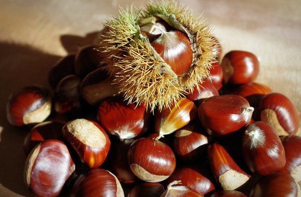 Chinesische Kastanie (Castanea mollissima)