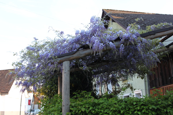 Blauregen in Blüte an einem Haus