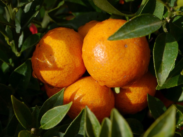 Zwergpomeranze Chinotto Reife Früchte Zwergpomeranze Chinotto Reife Früchte