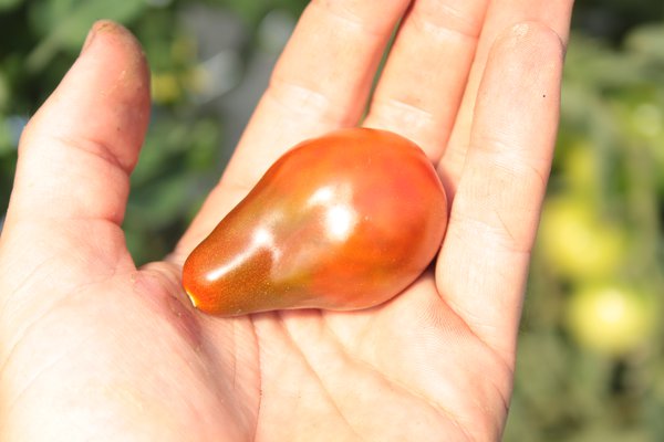 Heirloom Tomate Chocolate Pear (Solanum lycopersicum)