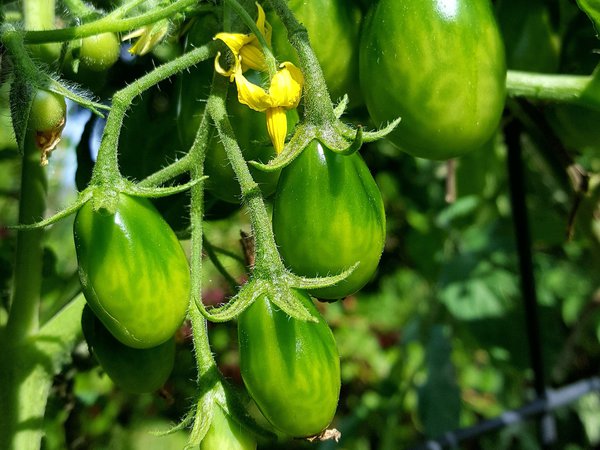 Heirloom Tomate Chocolate Pear Tomaten Update Ranka Tessin Lubera