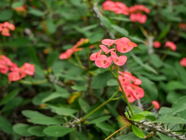 Euphorbia milii