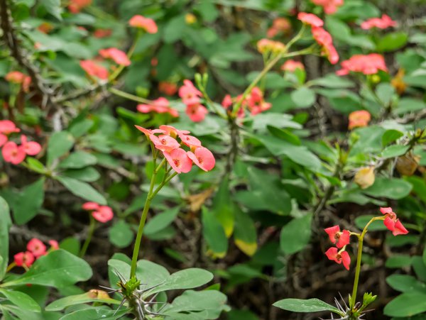 Euphorbia milii