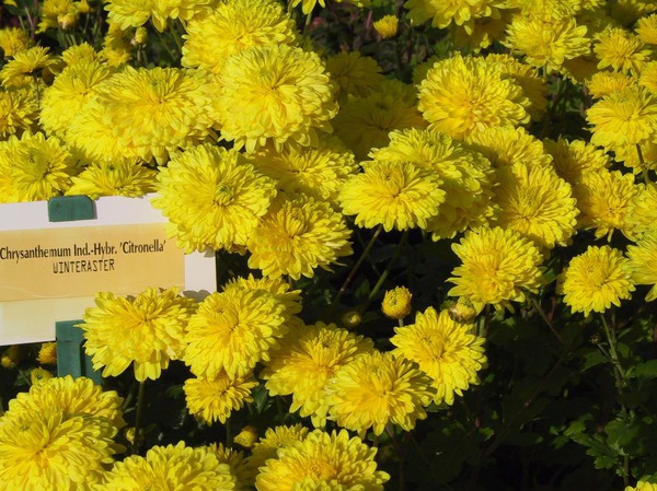 Chrysanthemum x hort. 'Citronella'