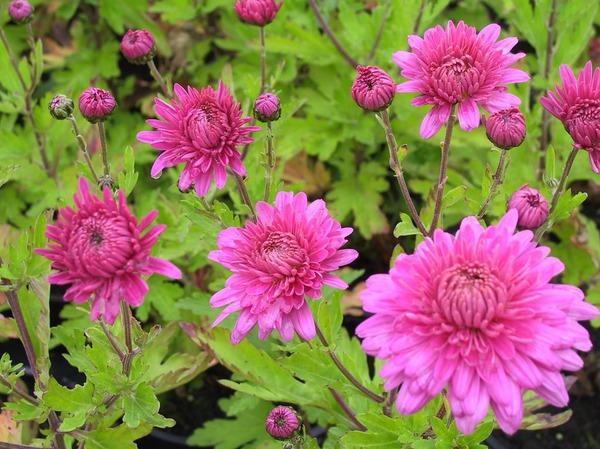 Chrysanthemen berwintern