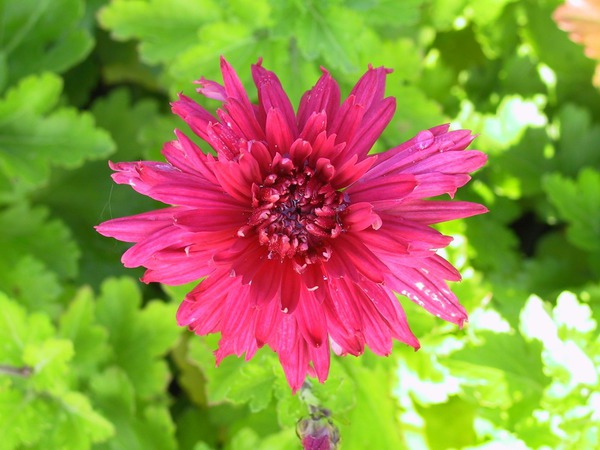 Chrysanthemum x hortorum 'Reiherberg'