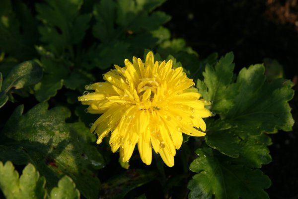 Chrysanthemum PÃ¶ppel Stauden