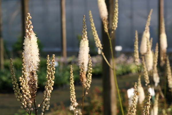 Cimicifuga racemosa var.cordifolia