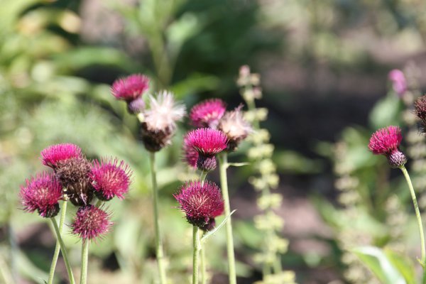 Cirsium rivulare 'Atropurpureum'