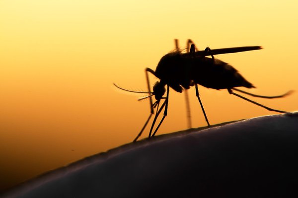 Mücken mögen keine ätherischen Öle