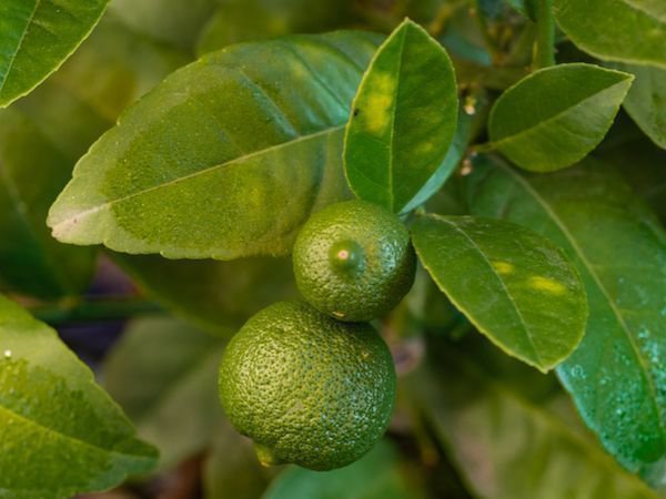 Citrus aurantifolia