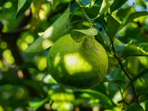 Pflanzen bestimmen Citrus matsudaidai