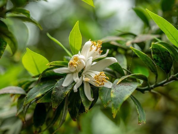 Der Botanische Garten Berlin