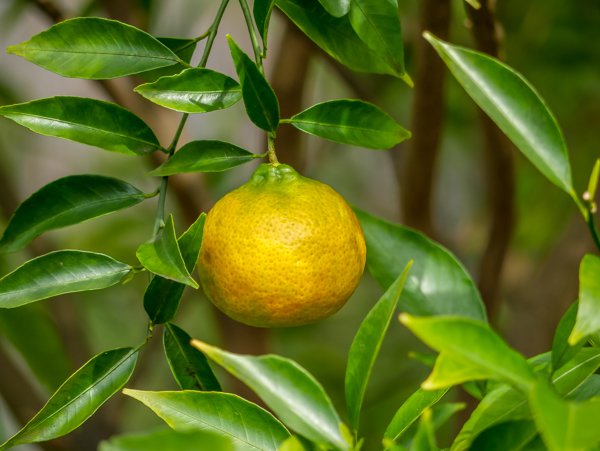 Citrus reticulata