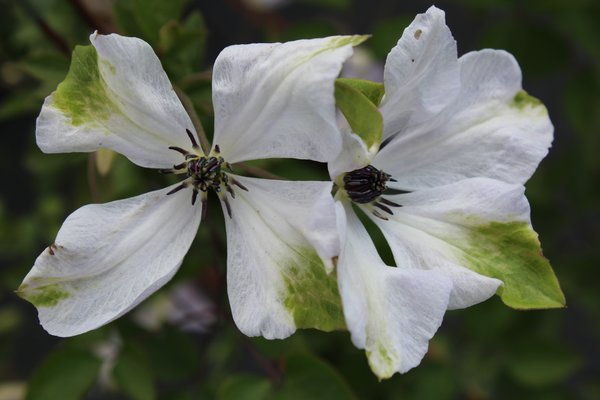 Waldrebe 'Alba Luxurians'mit eleganten weiss-grünen Blüten