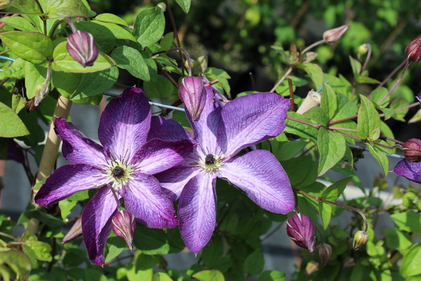 Clematis, Waldrebe 'Aotearo'