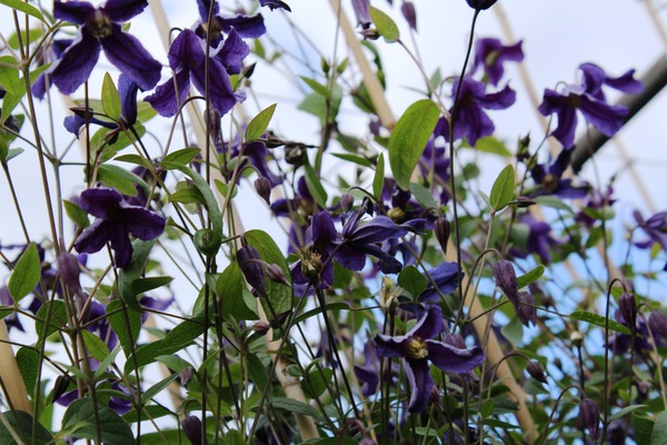 Clematis, Waldrebe 'Blue Rain' (Clematis integrifolia 'Blue Rain') Clematis, Waldrebe 'Blue Rain' (Clematis integrifolia 'Blue Rain')