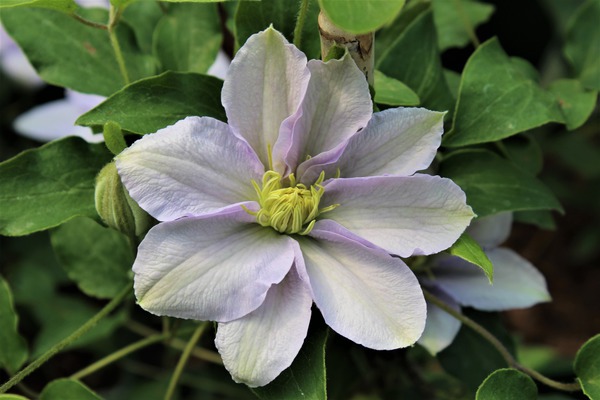 Evison Clematis Chelsea Lubera