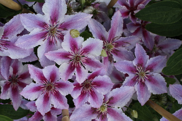 Clematis, Waldrebe Clematis, Waldrebe