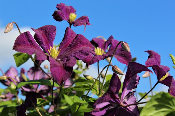 Clematis, Waldrebe 'Etoile Violette'