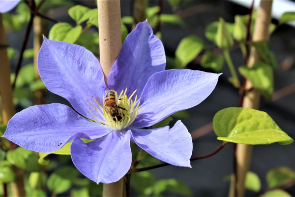 Clematis 'Fujimusume' eine Biene auf der Blüte