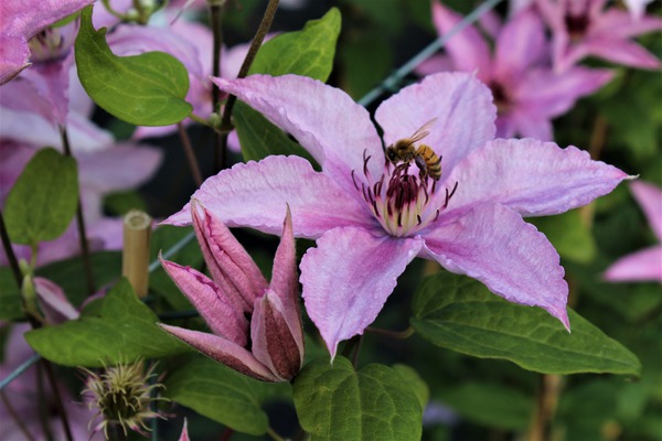 Clematis, Waldrebe 'Hagley Hybrid'