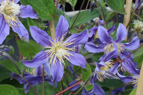 Clematis, Waldrebe 'Juuli' (Clematis integrifolia 'Juuli')