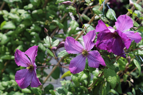 Waldrebe 'Kaaru' reichblhende Clematis