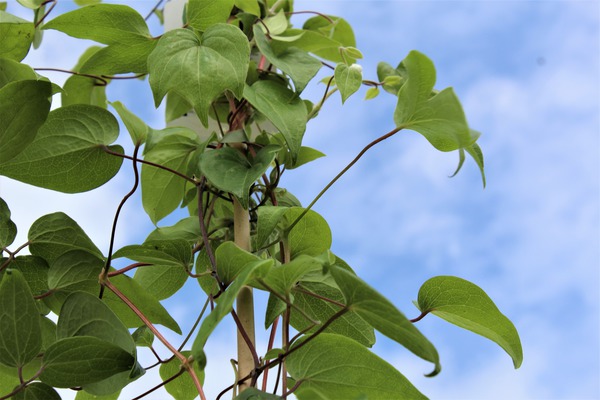 Grnes Laub der Clematis Hybride Kiri Te Kanawa