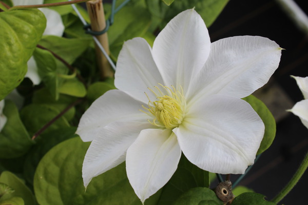 weisse Blte der Clematis 'Madame le Coultre'
