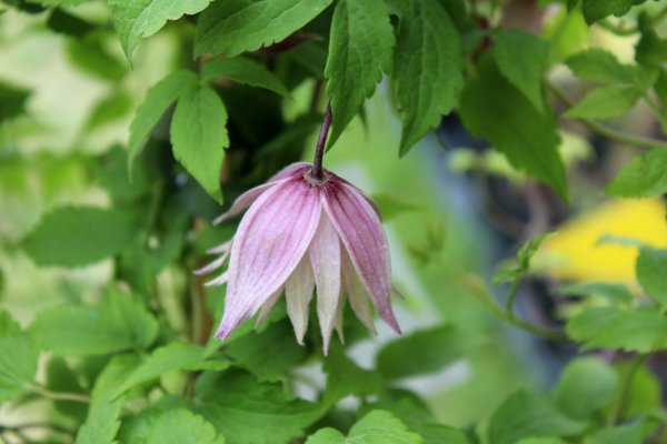 Clematis, Waldrebe 'Markhams Pink' (Clematis macropetala 'Markhams Pink')