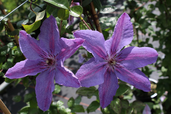 Clematis Walrebe 'Minister (Clematis Hybride Minister)