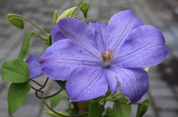 Clematis, Waldrebe 'Mrs Cholmonderley'