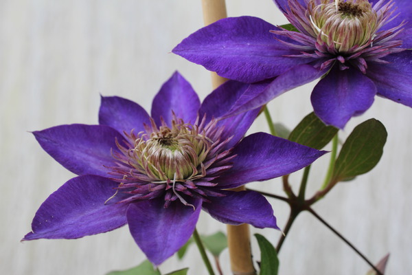 Clematis, Waldrebe 'Multi Blue' Clematis, Waldrebe 'Multi Blue'
