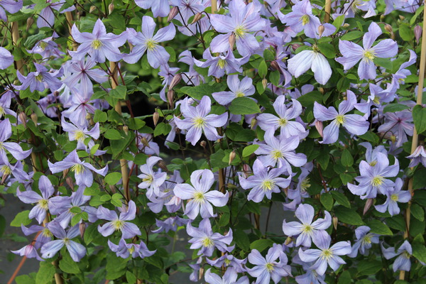Clematis, Waldrebe Prince Charles