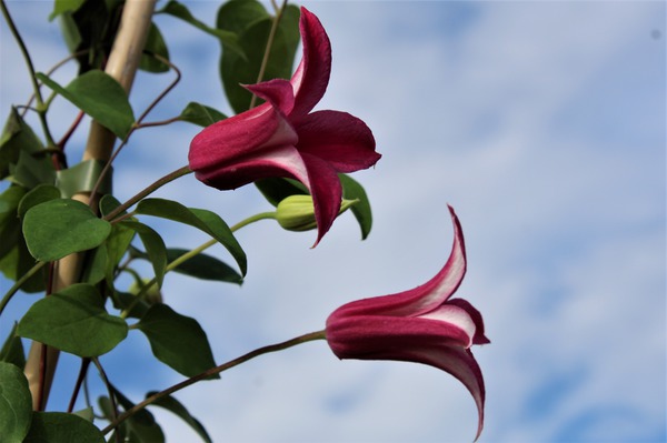 Blüten der Waldrebe Princess Diana, Clematis pflanzen