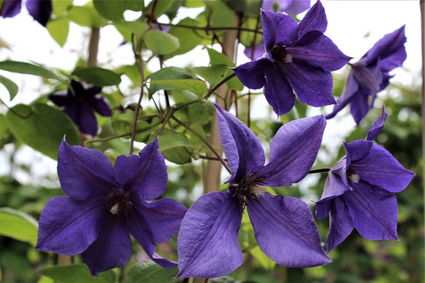 Waldrebe 'Semu' wüchsige Clematis Waldrebe 'Semu' wüchsige Clematis