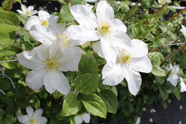 Clematis-Blte